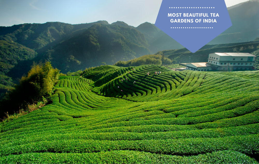 Most Beautiful tea Gardens of India