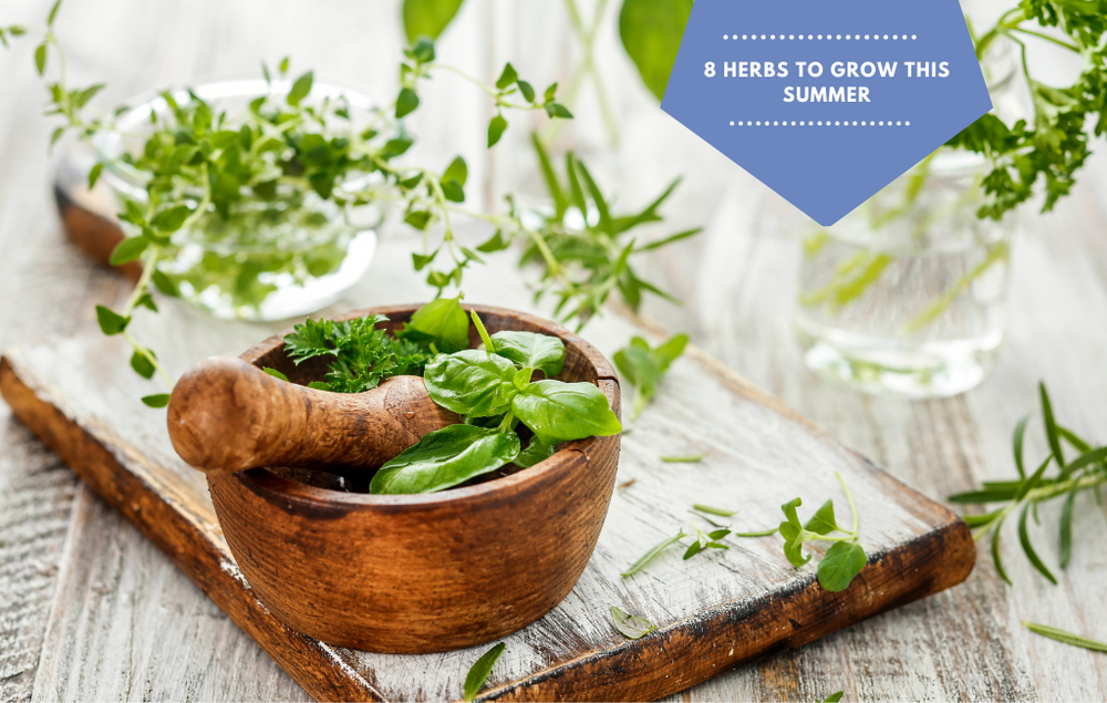 8 Herbs To Grow This Summer